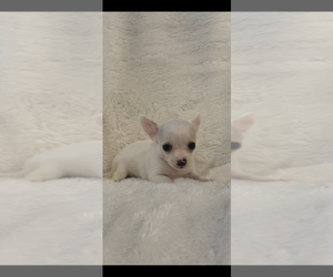 Chihuahua Puppy for Sale in SHERMAN, Texas USA
