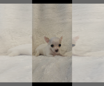 Image preview for Ad Listing. Nickname: Litter of 3