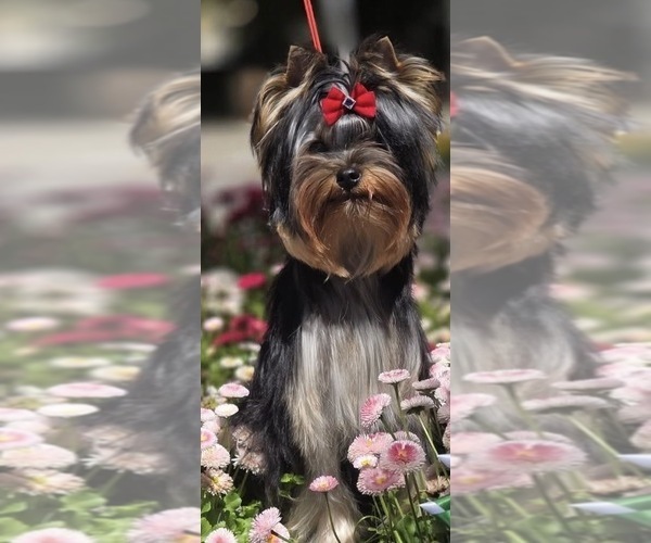 Medium Photo #1 Yorkshire Terrier Puppy For Sale in ROANOKE, VA, USA
