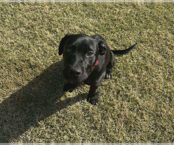 Medium Photo #1 - Mix Puppy For Sale in Scottsboro, AL, USA