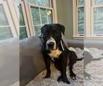 Small American Pit Bull Terrier-Labrador Retriever Mix