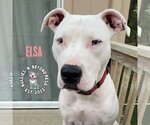 Small #1 American Pit Bull Terrier Mix