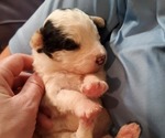Small #20 Bernedoodle (Miniature)