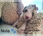 Small Photo #144 Goldendoodle (Miniature) Puppy For Sale in GASTONIA, NC, USA