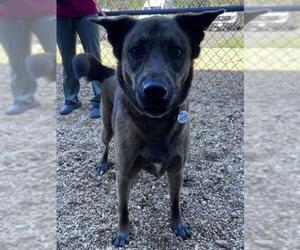 German Shepherd Dog-Unknown Mix Dogs for adoption in Forestville, MD, USA