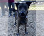 *MARCELINE - Female German Shepherd Dog-Unknown Mix Dog for Adoption - Small photo