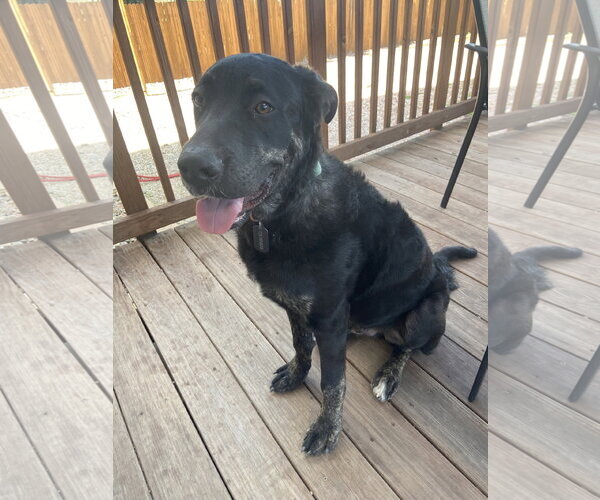 Medium Photo #3 Labrador Retriever-Unknown Mix Puppy For Sale in Fort Collins, CO, USA