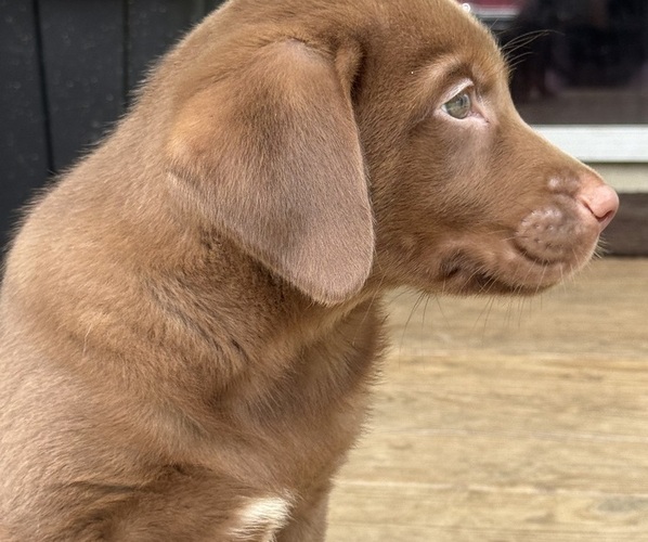 Medium Photo #1 Labrador Retriever Puppy For Sale in SPOTSYLVANIA, VA, USA
