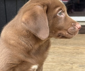 Labrador Retriever Puppy for sale in SPOTSYLVANIA, VA, USA
