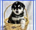 Small Photo #2 Goberian Puppy For Sale in BRINKHAVEN, OH, USA