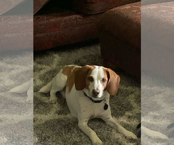 Medium Photo #2 Beagle Puppy For Sale in Minneapolis, MN, USA