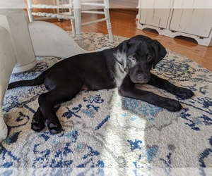 Labrador Retriever Puppy for sale in MCMURRAY, PA, USA