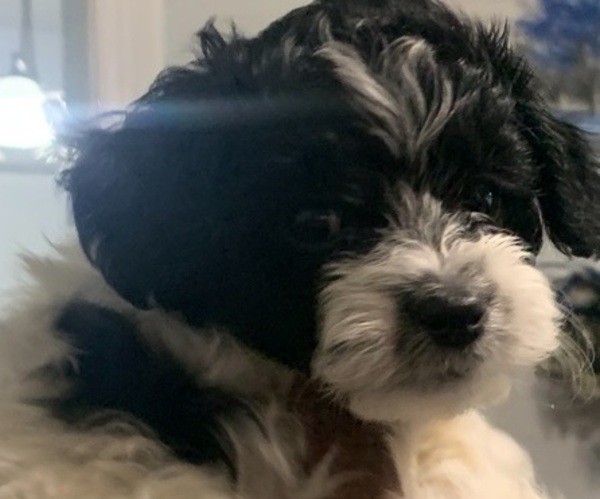 Medium Photo #3 German Hunting Terrier-Lowchen Mix Puppy For Sale in HENRICO, VA, USA