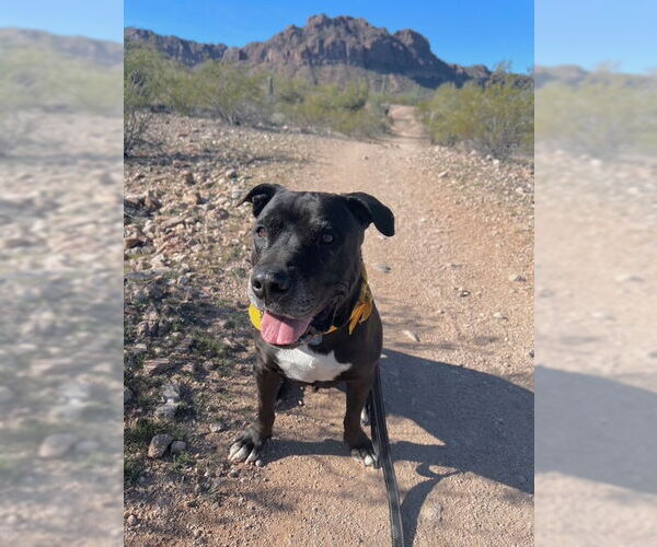 Medium Photo #1 American Staffordshire Terrier-Unknown Mix Puppy For Sale in Queen Creek, AZ, USA