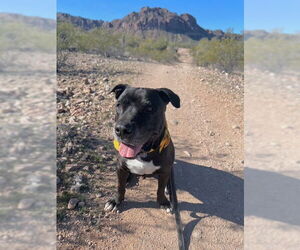 American Staffordshire Terrier-Unknown Mix Dogs for adoption in Queen Creek, AZ, USA