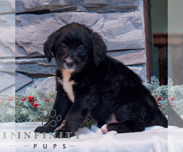 Medium Photo #3 Labrador Retriever-Miniature Bernedoodle Mix Puppy For Sale in LEBANON, PA, USA