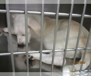 American Pit Bull Terrier-Unknown Mix Dogs for adoption in Oklahoma City, OK, USA