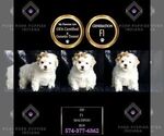 Puppy Pip F1 Maltipoo