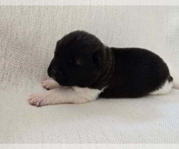 Medium Photo #22 Akita Puppy For Sale in STRAFFORD, MO, USA