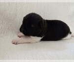 Small #8 Akita