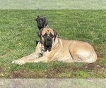 Small Photo #25 Mastiff Puppy For Sale in MIDDLETOWN, DE, USA