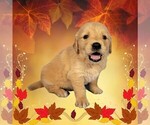 Image preview for Ad Listing. Nickname: Litter of 9