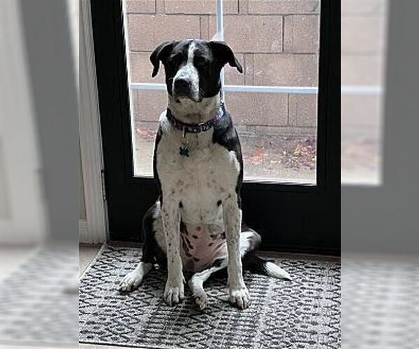 Medium Photo #1 Australian Shepherd-Maremma Sheepdog Mix Puppy For Sale in Dana Point, CA, USA