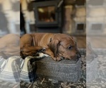 Small #2 Rhodesian Ridgeback