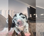 Small Photo #1 Great Dane Puppy For Sale in CLANTON, AL, USA