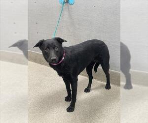 Rottweiler-Unknown Mix Dogs for adoption in Las Vegas, NV, USA