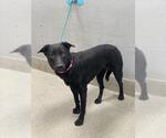 Small Rottweiler Mix