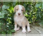 Puppy 1 Catahoula Leopard Dog-Poodle (Standard) Mix