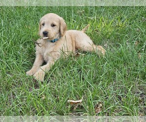 Labradoodle Puppy for Sale in GRUNDY CENTER, Iowa USA