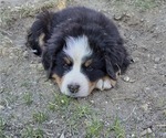 Small #12 Bernese Mountain Dog