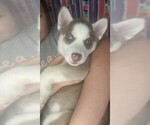 Small Photo #2 Siberian Husky Puppy For Sale in OWENSBORO, KY, USA