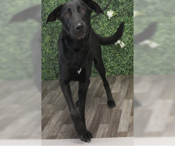 Medium Photo #4 German Shepherd Dog-Retriever  Mix Puppy For Sale in Newfoundland, PA, USA