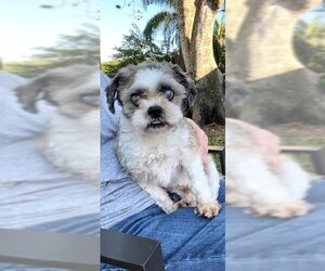 Shih Tzu Dogs for adoption in Weston, FL, USA