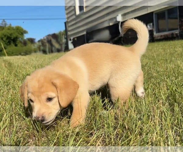 Medium Photo #18 Beagle-Shiba Inu Mix Puppy For Sale in TWO RIVERS, WI, USA