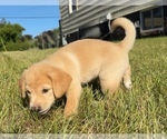 Puppy 5 Beagle-Shiba Inu Mix