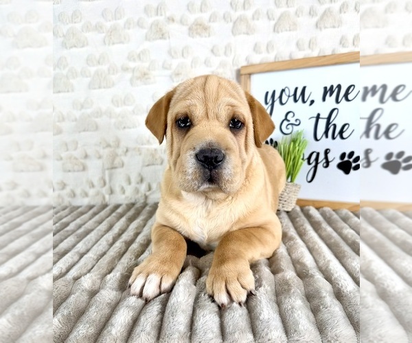 Medium Photo #4 Cocker-Pei Puppy For Sale in GREENFIELD, IN, USA