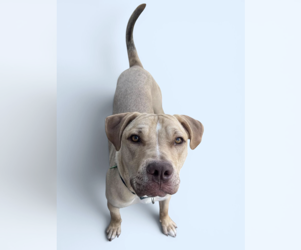 Medium Photo #2 Labrador Retriever-Unknown Mix Puppy For Sale in Rockville, MD, USA