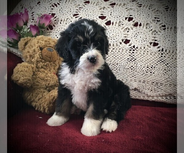 Medium Photo #3 Bernedoodle Puppy For Sale in CLARE, MI, USA