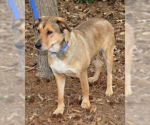 Cookie - Female Mutt Dog for Adoption - Photo #2