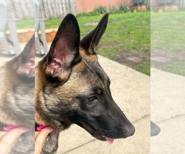 Medium Photo #4 Mutt Puppy For Sale in Imlay City, MI, USA