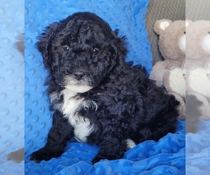 Bernedoodle (Miniature) Puppy for sale in ORRVILLE, OH, USA