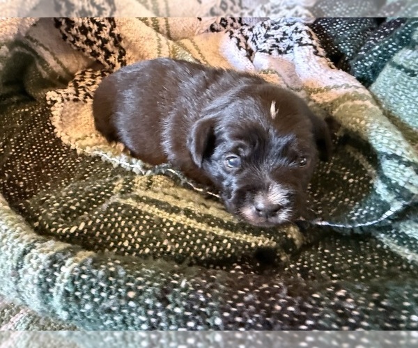 Medium Photo #12 Dachshund Puppy For Sale in DOTHAN, AL, USA