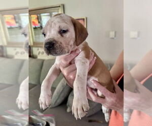 American Staffordshire Terrier-Unknown Mix Dogs for adoption in Brewster, NY, USA