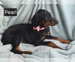 Small #2 Doberman Pinscher