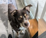 Small Photo #10 Australian Shepherd-Unknown Mix Puppy For Sale in Belleuve, NE, USA