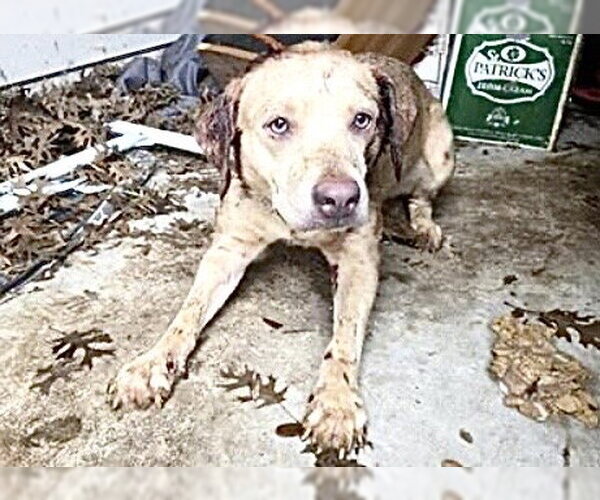 Medium Photo #1 Labrador Retriever-Unknown Mix Puppy For Sale in Houston, TX, USA